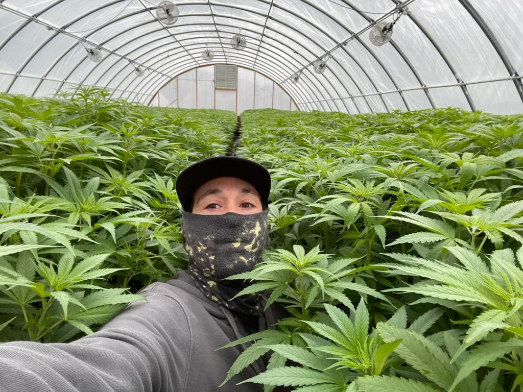 where can i buy weed in Kos