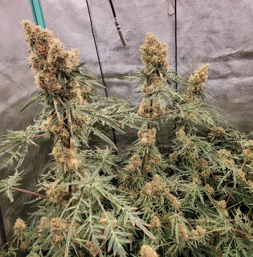 where can i buy weed in dubrovnik