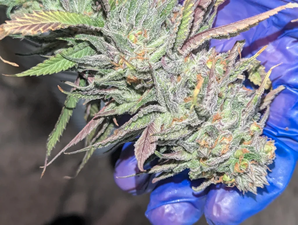 Where can i find weed in Zagreb