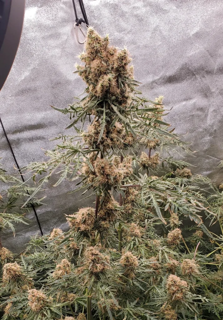 where can i buy weed in Algarve