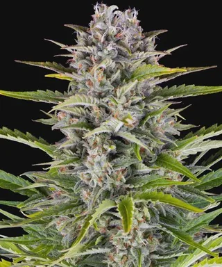where can i buy weed in Naples
