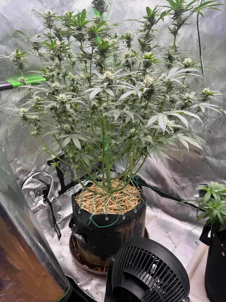¿Dónde puedo comprar marihuana en Madrid?