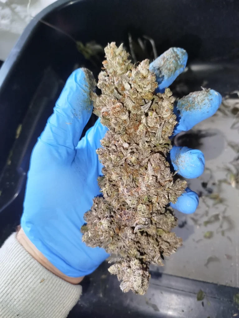 where can i buy weed in Zadar