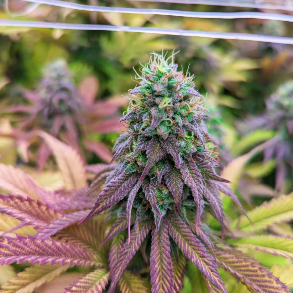 where to buy weed in Rovinj
