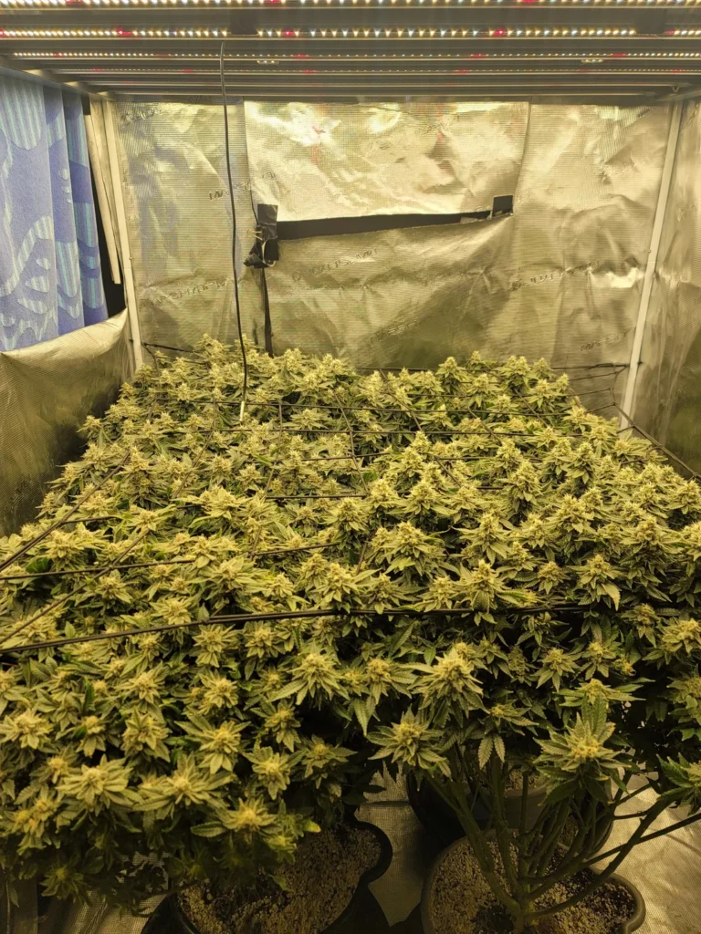 where can i buy weed in Toulouse