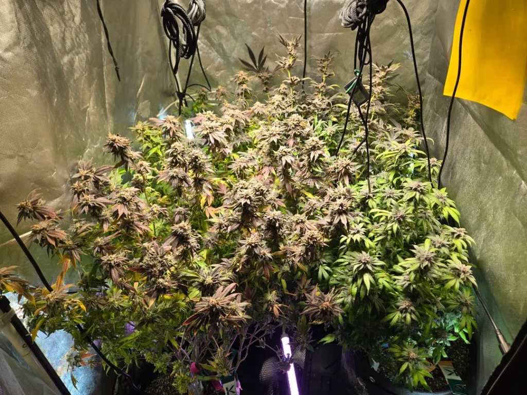 where can i buy weed in Rome