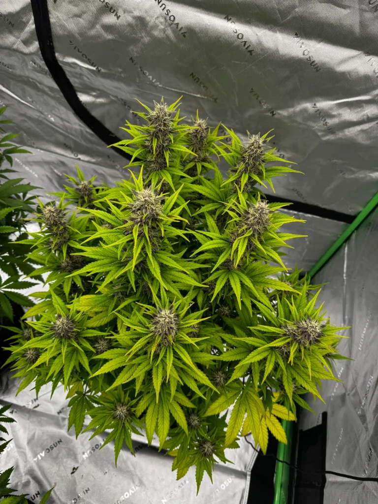 where to buy weed in Corfu