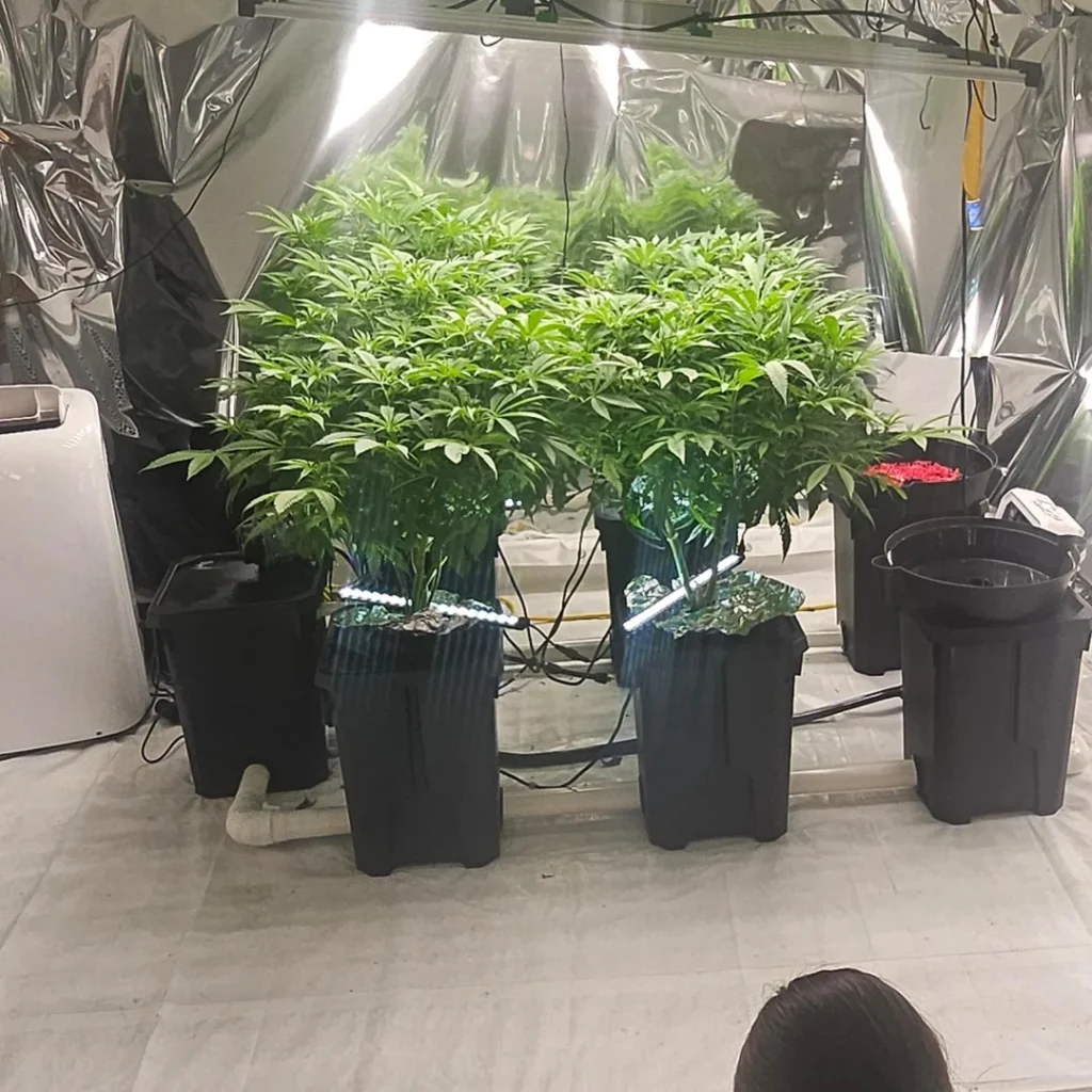 where to find weed on Crete Island 