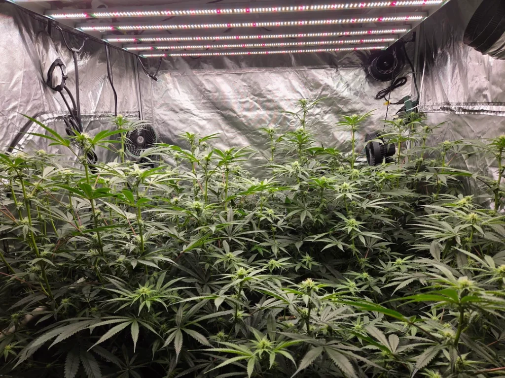 where to buy weed in Mykonos