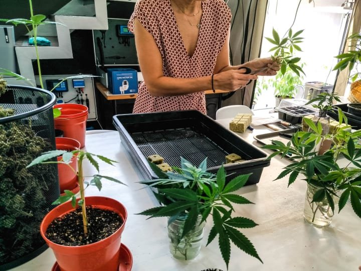 where can buy weed in Rijeka, Croatia