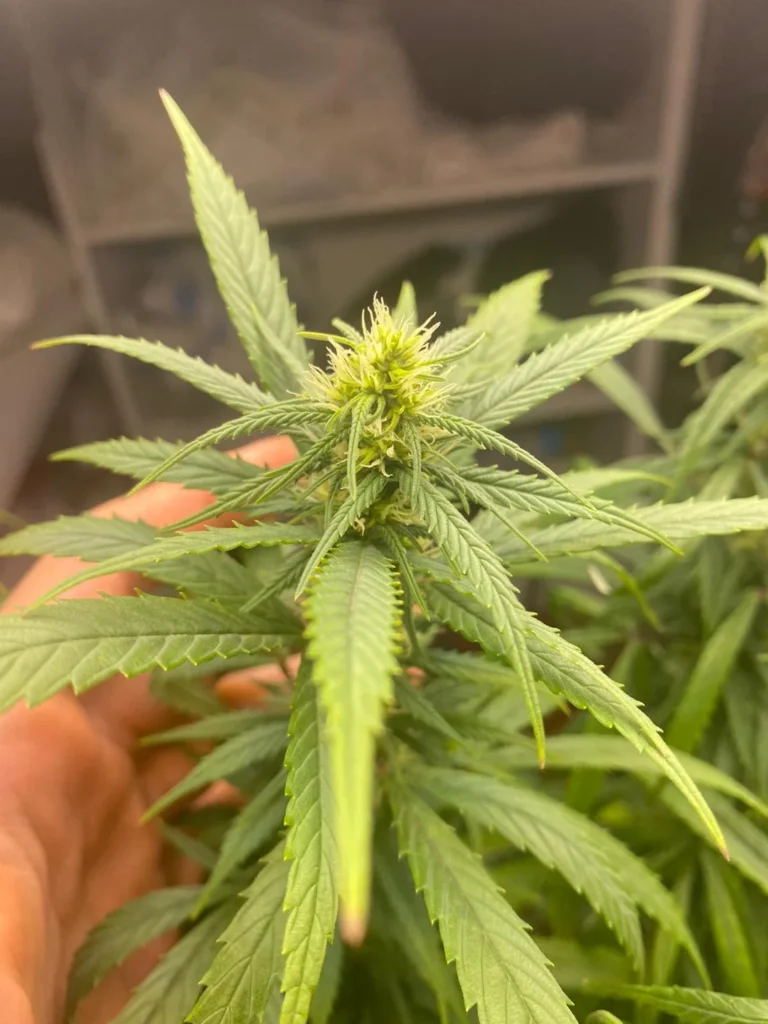 Where to buy weed in Birmingham