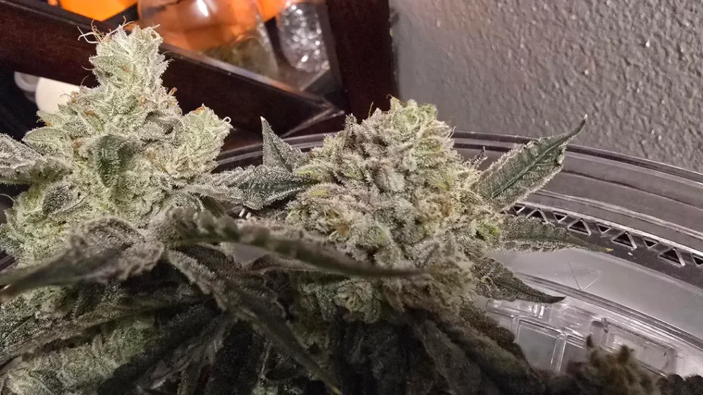 where can i buy weed in Potsdam