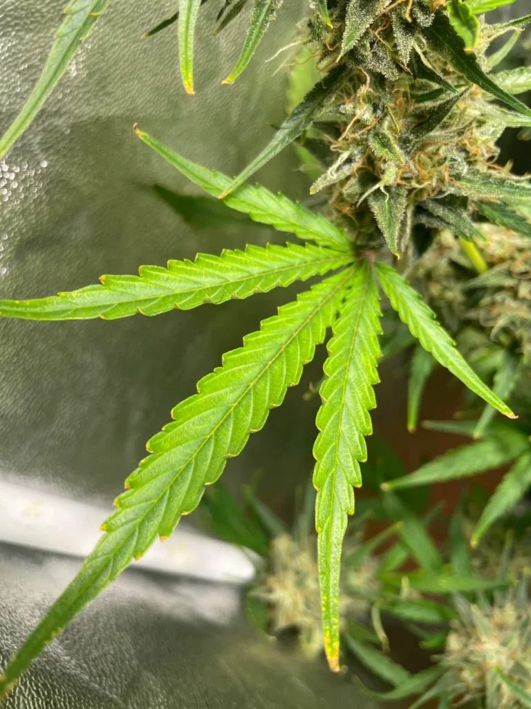 Where can i buy weed in Brno